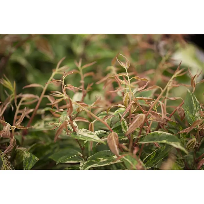 Pflanzen für dich Traubenheide 20-30 cm - Leucothoe walteri 'Makijaz' - Nahaufnahme einer Pflanze mit grün-weiß panaschierten Blättern und rötlichem Neuaustrieb.