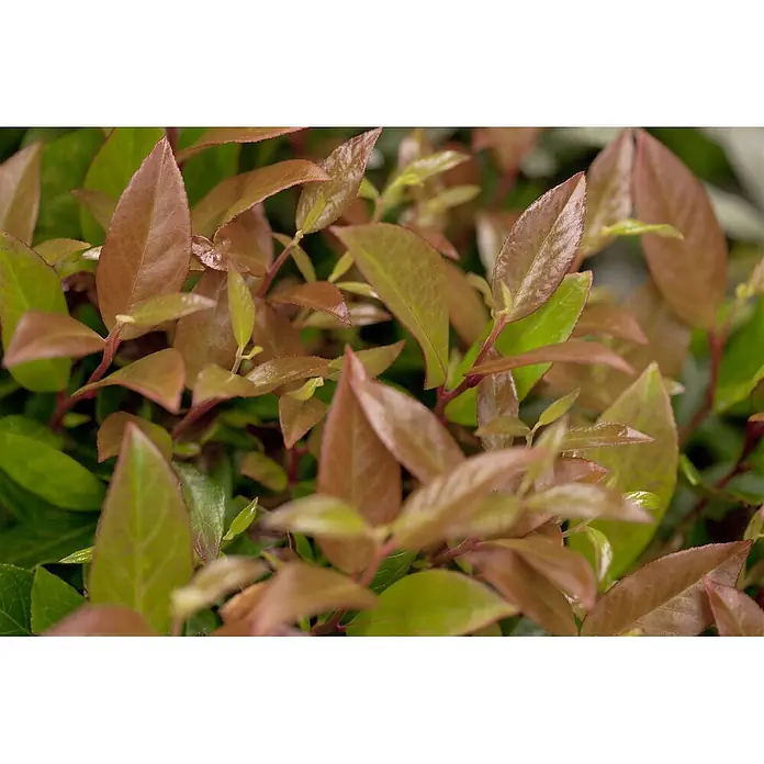 Pflanzen für dich Traubenheide 25-30 cm - Leucothoe walteri 'Zeblid' - Nahaufnahme von lebhaftem Pflanzenlaub mit neuen rotbraunen und grünen Blättern.