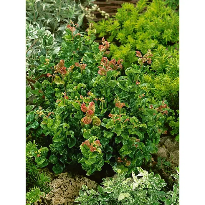 Pflanzen für dich Traubenheide 25-30 cm - Leucothoe walteri 'Zeblid' - Kompakter grüner Strauch mit einzigartig gekräuselten Blättern und auffällig rotbraunem Neuaustrieb, eingebettet in Gartenpflanzen.