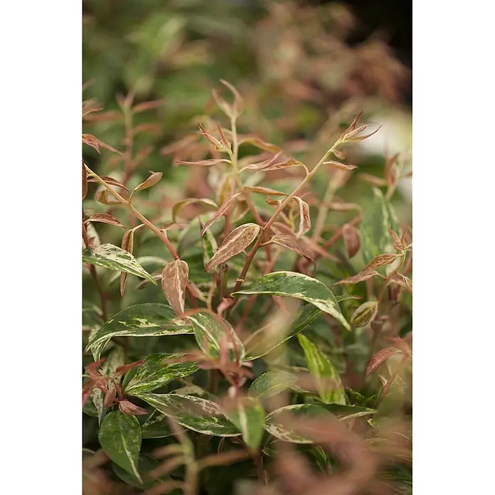 Pflanzen für dich Traubenheide 20-30 cm - Leucothoe walteri 'Makijaz' - Nahaufnahme einer Pflanze mit panaschierten Blättern, mit grünem, weißem und rötlich-rosafarbenem Neuaustrieb.