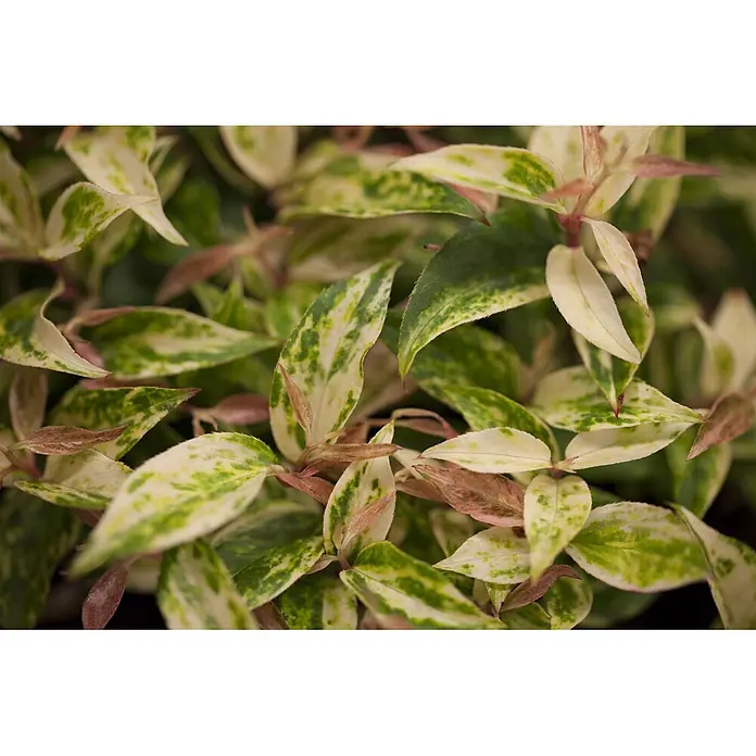Pflanzen für dich Traubenheide 20-30 cm - Leucothoe walteri 'Makijaz' - Nahaufnahme von grün-weiß panaschierten Blättern mit rötlichem Neuaustrieb.