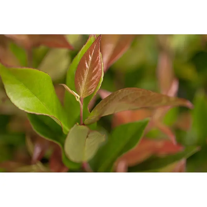 Pflanzen für dich Traubenheide 25-30 cm - Leucothoe walteri 'Zeblid' - Leuchtend grüne und rotbraune junge Pflanzenblätter, die gesundes Wachstum zeigen.