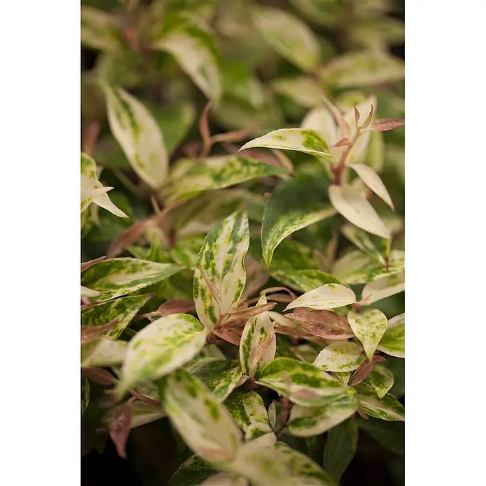 Pflanzen für dich Traubenheide 20-30 cm - Leucothoe walteri 'Makijaz' - Nahaufnahme von panaschierten Pflanzenblättern in Grün-, Creme- und Rosatönen, mit detaillierten Mustern und neuem Wachstum.