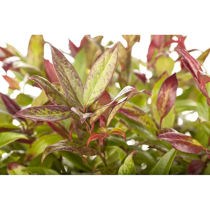 Pflanzen für dich Traubenheide 25-30 cm - Leucothoe walteri 'Zeblid' - Nahaufnahme von Pflanzenblättern, lebhaft grün mit Flecken von sattem Rot und Burgunder, die neues Wachstum andeuten.