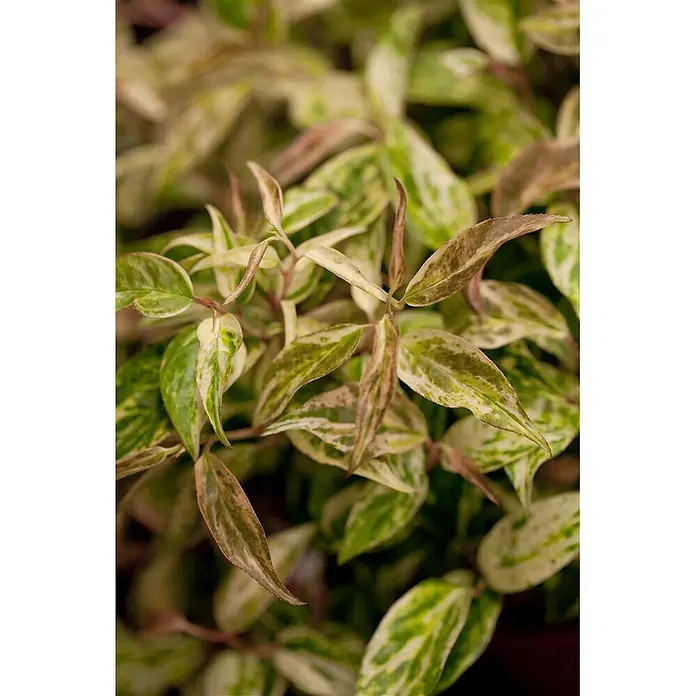 Pflanzen für dich Traubenheide 20-30 cm - Leucothoe walteri 'Makijaz' - Nahaufnahme von lebhaften panaschierten Blättern mit Mustern in Grün, Creme und Rotbraun.