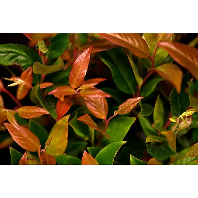 Pflanzen für dich Traubenheide 25-30 cm - Leucothoe walteri 'Zeblid' - Nahaufnahme einer Pflanze mit leuchtend rot-orangen Jungblättern zwischen dunklerem grünem Laub.