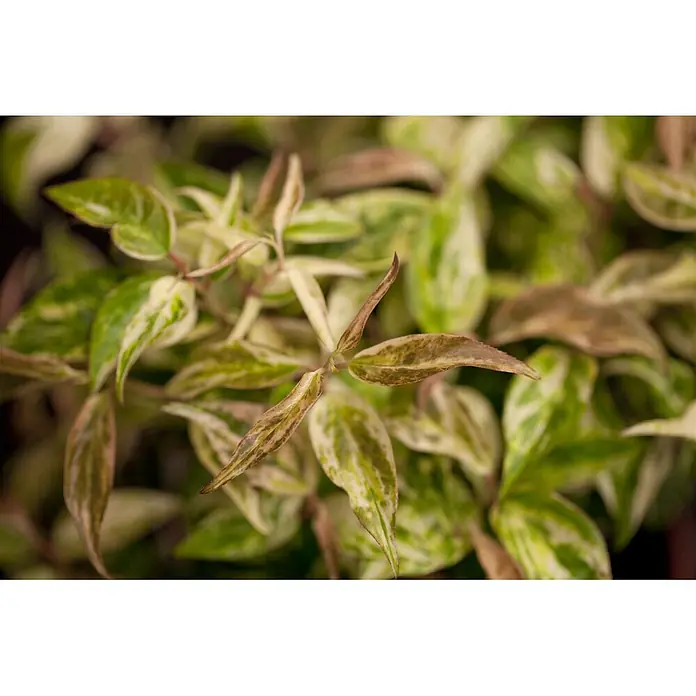 Pflanzen für dich Traubenheide 20-30 cm - Leucothoe walteri 'Makijaz' - Nahaufnahme von panaschierten Pflanzenblättern in Grün, Weiß und Bronze.