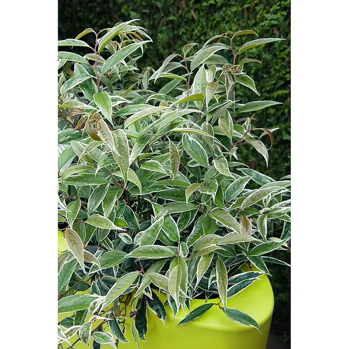 Pflanzen für dich Traubenheide 30-40 cm - Leucothoe fontanesiana 'Whitewater' - Buntblättrige Pflanze mit grün-weiß gerandeten Blättern und rötlichem Neuaustrieb in einem leuchtend limettengrünen Topf.