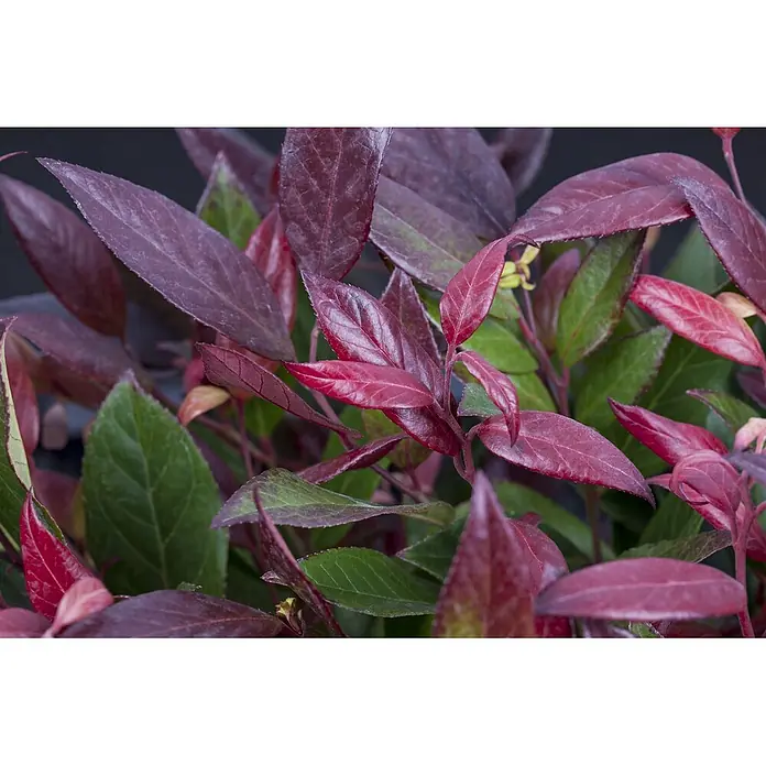 Pflanzen für dich Traubenheide 30-40 cm - Leucothoe walteri 'Scarletta' - Üppige Pflanze mit leuchtend roten und grünen Blättern.