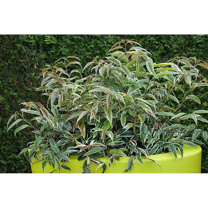Pflanzen für dich Traubenheide 30-40 cm - Leucothoe fontanesiana 'Whitewater' - Panaschierte Pflanze mit grün-weiß-rötlichen Blättern in einem hellen lindgrünen Topf.