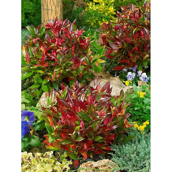 Pflanzen für dich Traubenheide 30-40 cm - Leucothoe axillaris 'Red Lips' - Leuchtend rot-grünes Laub einer Zierpflanze, umgeben von vielfältigem anderem Grün.