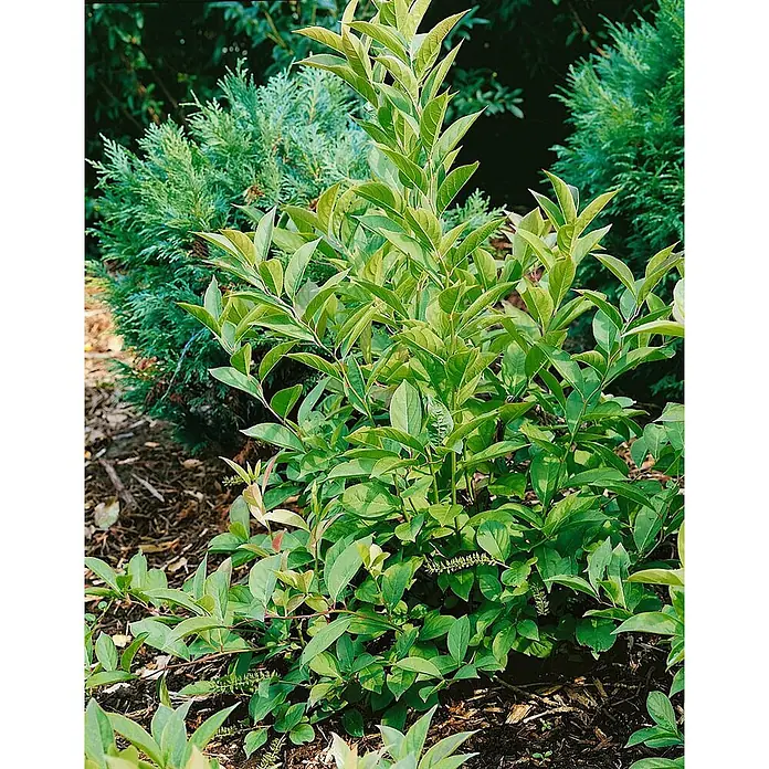 Pflanzen für dich Traubenheide 30-40 cm - Itea virginica 'Little Henry' - Kräftig grüne Blattpflanze mit spitzen ovalen Blättern und kleinen Blütenrispen in einem gemulchten Garten.