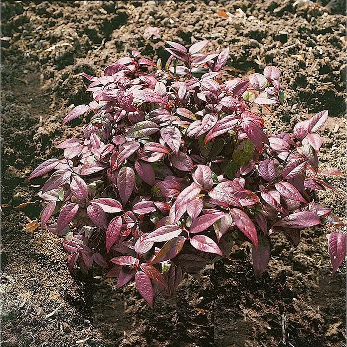 Pflanzen für dich Traubenheide 30-40 cm - Leucothoe walteri 'Scarletta' - Kompakte Pflanze mit leuchtend rot-violetten Blättern, wächst in dunklem Boden.