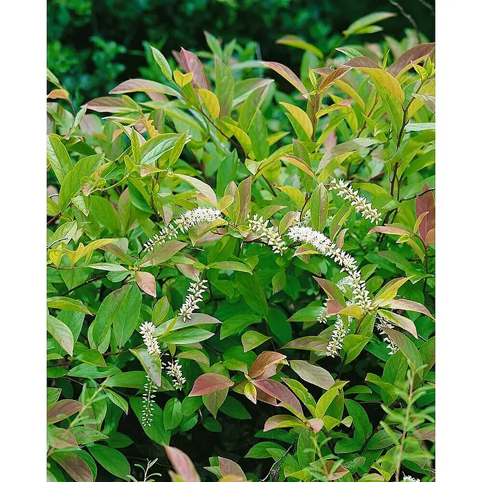 Pflanzen für dich Traubenheide 30-40 cm - Itea virginica 'Little Henry' - Üppige Pflanze mit grünen und rötlichen Blättern und mehreren weißen, ährenförmigen Blütenständen.