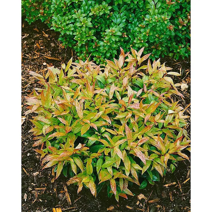 Pflanzen für dich Traubenheide 30-40 cm - Leucothoe walteri 'Scarletta' - Üppiger Strauch mit grünen und rötlich-orangen Blättern mit Wassertropfen, in dunklem Mulch.