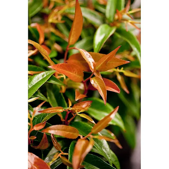 Pflanzen für dich Traubenheide 20-30 cm - Leucothoe keiskei 'Royal Ruby' - Pflanze mit glänzenden grünen Blättern und leuchtend orangem Neuaustrieb.