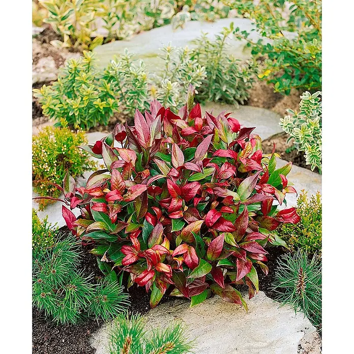 Pflanzen für dich Traubenheide 30-40 cm - Leucothoe walteri 'Scarletta' - Kompakter Strauch mit leuchtend roten und grünen Blättern in einem Steingarten.