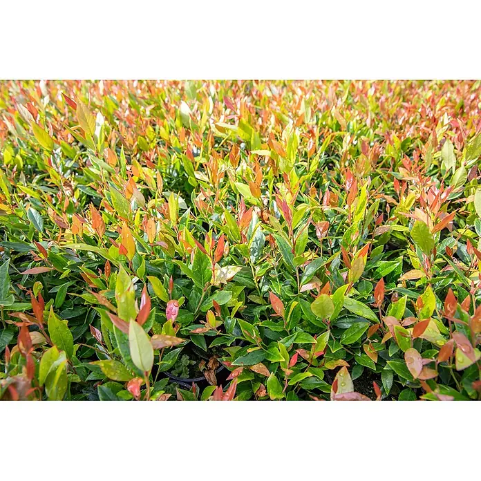 Pflanzen für dich Traubenheide 20-30 cm - Leucothoe fontanesiana 'Little Flames' - Üppige grüne Pflanzen mit neuem rot-orangem Wachstum und Wassertropfen.