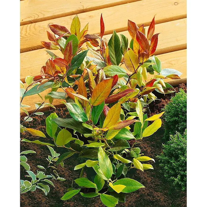 Pflanzen für dich Traubenheide 30-40 cm - Leucothoe walteri 'Scarletta' - Farbenprächtiger Strauch mit grünen, gelben, orangen und roten Blättern im Gartenbeet.
