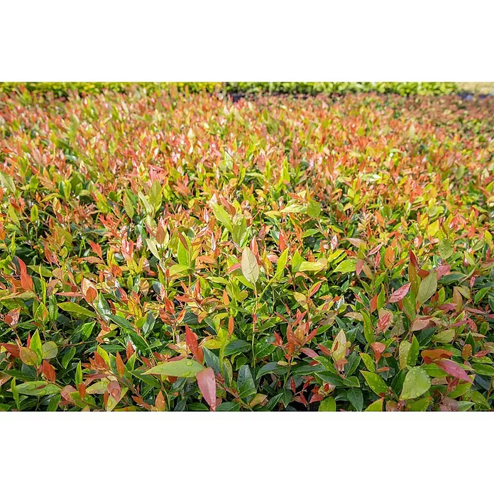 Pflanzen für dich Traubenheide 20-30 cm - Leucothoe fontanesiana 'Little Flames' - Dichtes Beet junger Pflanzen mit leuchtend grünen und rötlichen Blättern, viele mit Wassertropfen.