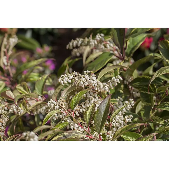 Pflanzen für dich Traubenheide 20-30 cm - Leucothoe fontanesiana 'Rainbow' - Blühender Strauch mit Büscheln weißer, glockenförmiger Blüten und grün-weiß panaschierten Blättern.