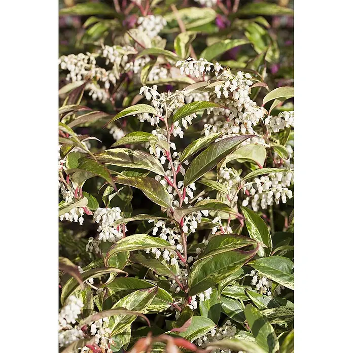 Pflanzen für dich Traubenheide 20-30 cm - Leucothoe fontanesiana 'Rainbow' - Buntblättrige Pflanze mit weißen glockenförmigen Blüten und grün-cremefarbenen Blättern an rötlichen Stielen.