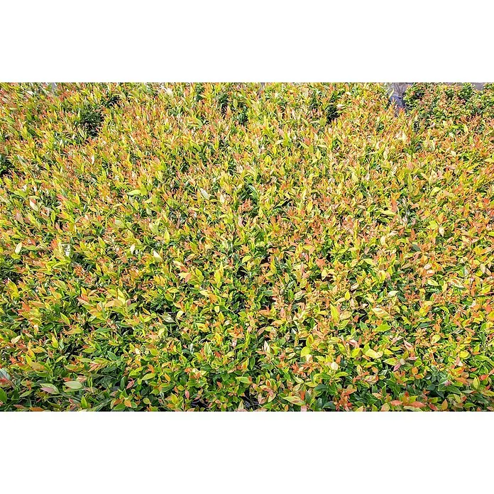 Pflanzen für dich Traubenheide 20-30 cm - Leucothoe fontanesiana 'Little Flames' - Dichter Busch mit grünem Laub und leuchtend rot-orangen Trieben, ideal für Hecken oder Landschaftsgestaltung.