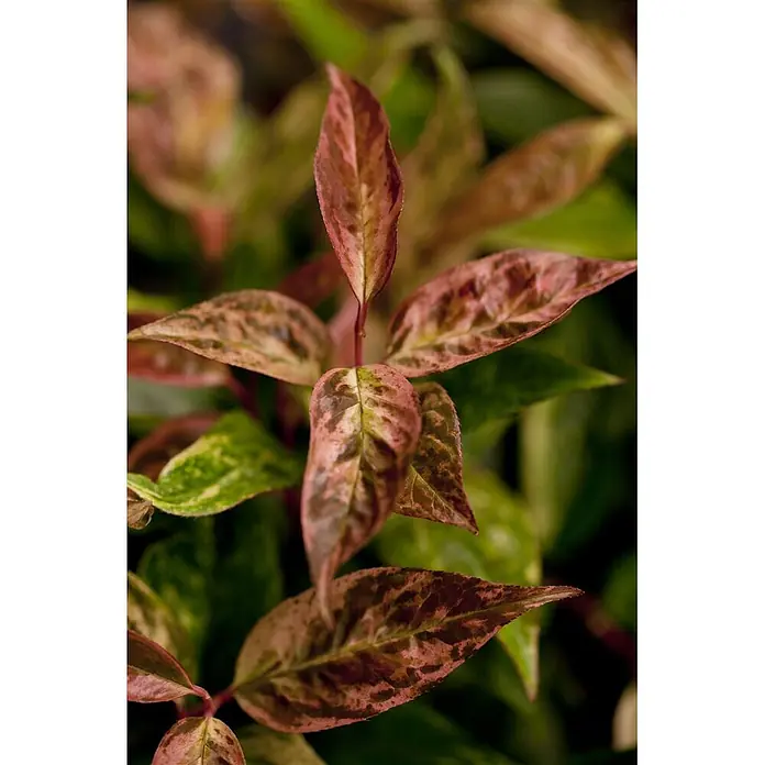 Pflanzen für dich Traubenheide 20-30 cm - Leucothoe fontanesiana 'Rainbow' - Nahaufnahme von panaschierten Pflanzenblättern mit gefleckten rot-rosa und grünen Mustern.