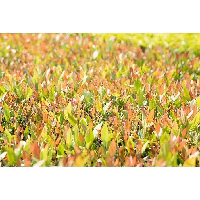 Pflanzen für dich Traubenheide 20-30 cm - Leucothoe fontanesiana 'Little Flames' - Dichtes Feld von Pflanzen mit grünem und rötlich-orangem Neuaustrieb.