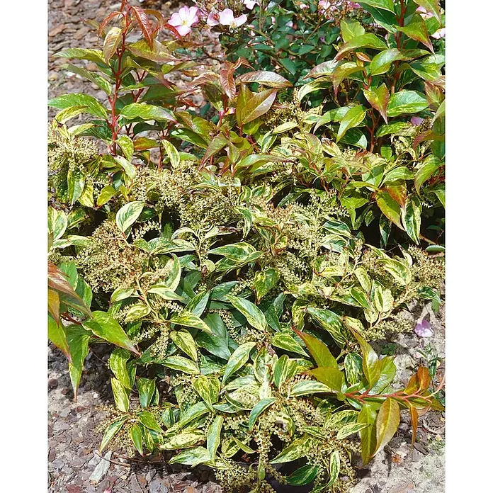 Pflanzen für dich Traubenheide 20-30 cm - Leucothoe fontanesiana 'Rainbow' - Üppige panaschierte Pflanze mit grünen und gelben Blättern, rötlichen neuen Trieben und cremeweißen Blütenständen auf dunklem Mulch.