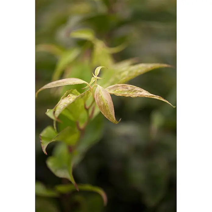 Pflanzen für dich Traubenheide 20-30 cm - Leucothoe fontanesiana 'Rainbow' - Nahaufnahme frischer grüner und blasser Blätter an einem Ast.