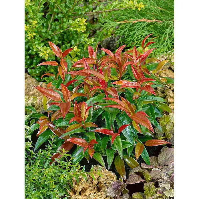 Pflanzen für dich Traubenheide 40-60 cm - Leucothoe walteri - Kompakter Gartenzierstrauch mit leuchtend roten neuen Blättern und reifem grünen Laub.