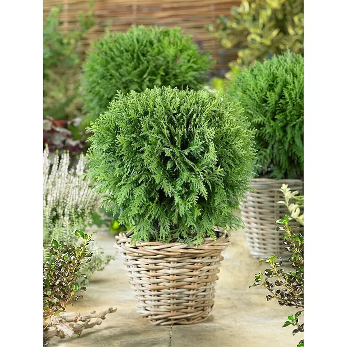 Pflanzen für dich Zwerg-Lebensbaum 15-20 cm - Thuja occidentalis 'Mecki' - Eine kugelförmige Immergrünpflanze in einem hellen Weidenkorb, draußen zwischen anderem Grün.