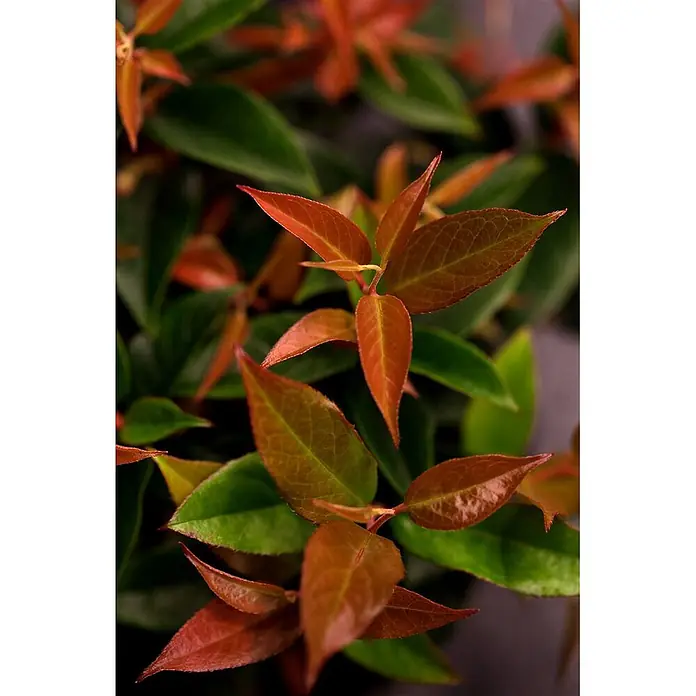 Pflanzen für dich Traubenheide 20-30 cm - Leucothoe walteri 'Lovita' - Eine Pflanze mit leuchtend rotbraunen neuen Blättern und dunkleren grünen älteren Blättern.