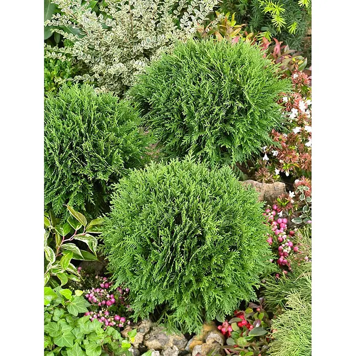 Pflanzen für dich Zwerg-Lebensbaum 15-20 cm - Thuja occidentalis 'Mecki' - Mehrere kompakte grüne immergrüne Sträucher in einem üppigen Garten.