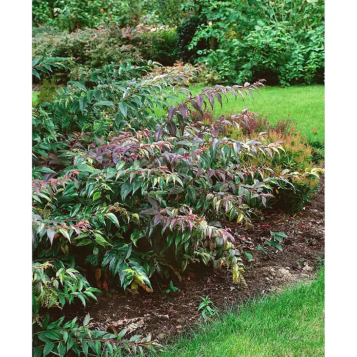 Pflanzen für dich Traubenheide 20-30 cm - Leucothoe walteri 'Lovita' - Ein panaschierter Strauch mit grünen, gelben und rot-violetten Blättern in einem Gartenbeet neben grünem Gras.