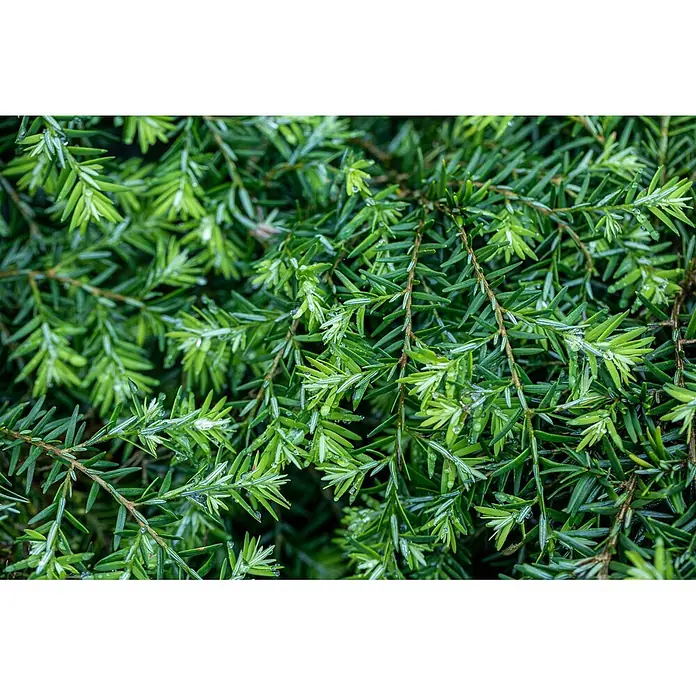 Pflanzen für dich Zwerg-Lebensbaum 15-20 cm - Tsuga canadensis 'Nana' - Sattes grünes Nadelgehölz mit frischen Wassertropfen auf den Nadeln, das eine lebendige Naturtextur zeigt.