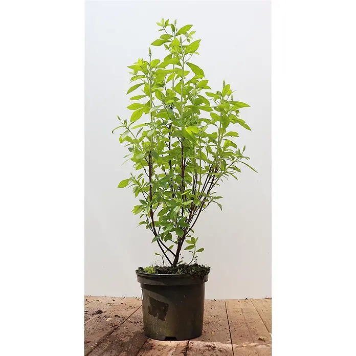 Pflanzen für dich Traubenheide 40-60 cm - Clethra alnifolia 'Pink Spire' - Üppige grüne Pflanze mit braunen Stielen und kleinen weißen Knospen in einem dunklen Topf.