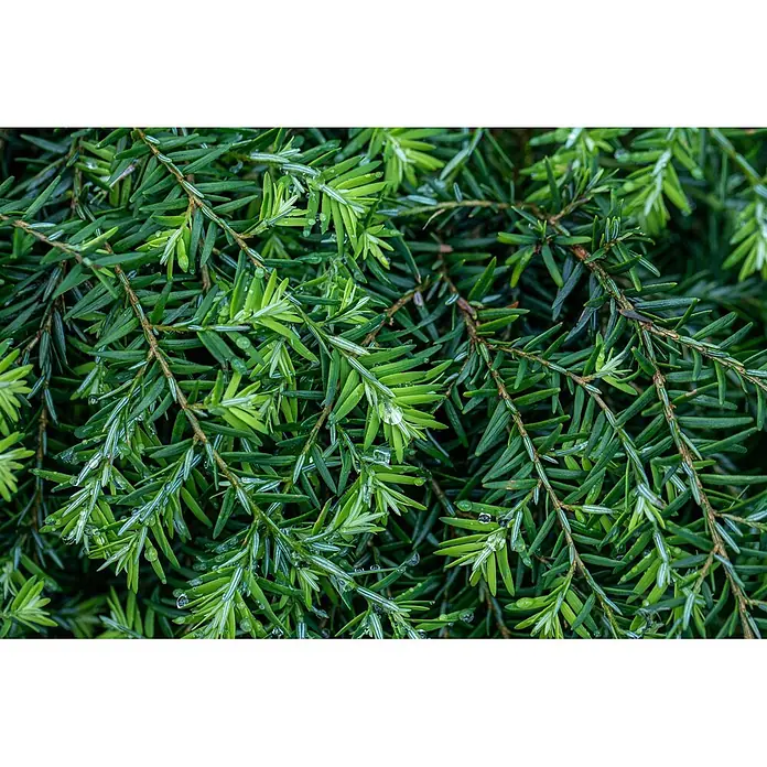 Pflanzen für dich Zwerg-Lebensbaum 15-20 cm - Tsuga canadensis 'Nana' - Nahaufnahme von leuchtend grünen Nadelbaumzweigen mit frischen Wassertropfen auf den Nadeln.