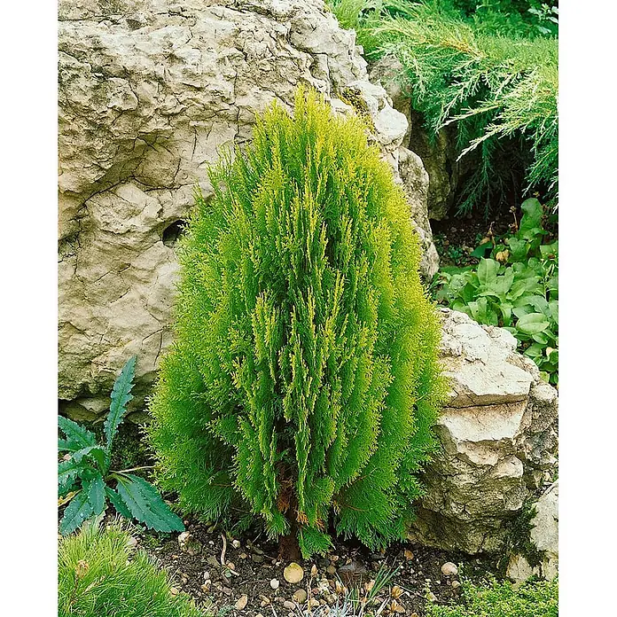 Pflanzen für dich Zwerg-Lebensbaum 30-40 cm - Platycladus orientalis 'Aurea Nana' - Kompakte grün-gelbe Konifere in einem Steingarten.