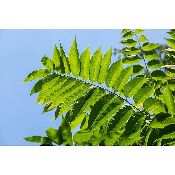 Pflanzen für dich Seidenbaum 100-125 cm - Toona sinensis - Helle grüne Blätter eines Astes, von Sonnenlicht hinterleuchtet vor klarem blauem Himmel.