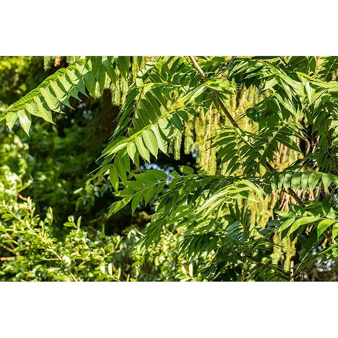 Pflanzen für dich Seidenbaum 100-125 cm - Toona sinensis - Leuchtend grüne Blätter an Ästen im Sonnenlicht, mit weicher, verschwommener Vegetation im Hintergrund.