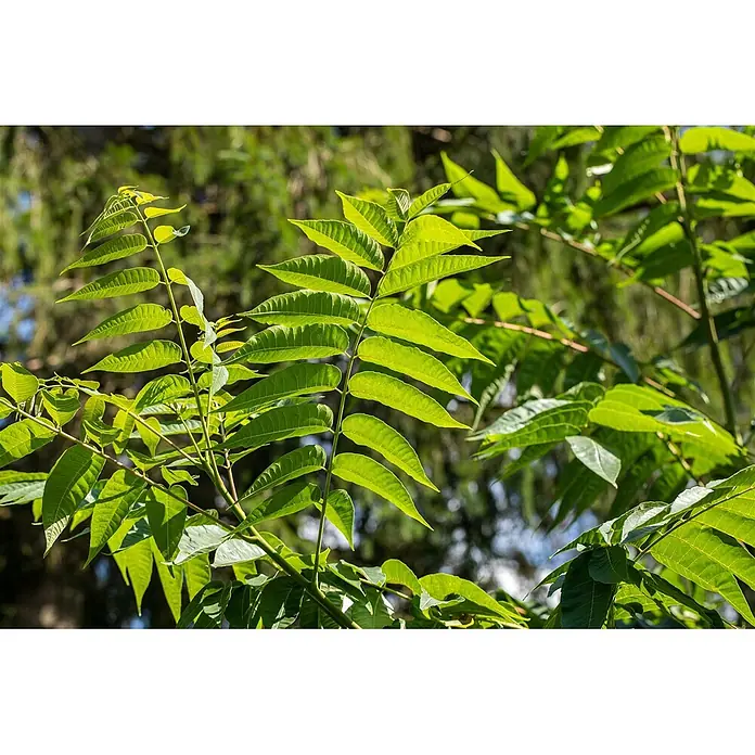Pflanzen für dich Seidenbaum 100-125 cm - Toona sinensis - Leuchtend grüne Blätter eines Baumes, hell von Sonnenlicht beleuchtet, mit detaillierten Adern und natürlichem Wuchs.