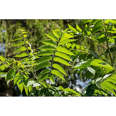 Pflanzen für dich  Seidenbaum 100-125 cm