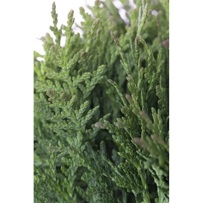 Pflanzen für dich Zwerg-Lebensbaum 15-20 cm - Thuja occidentalis 'Teddy' - Saftiges grünes Nadelbaumlaub mit texturierten, schuppenartigen Blättern.