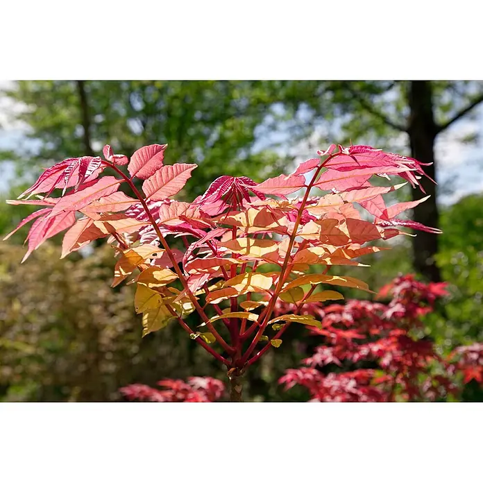 Pflanzen für dich Seidenbaum 100-125 cm - Toona sinensis - Lebhaft rote, rosa und orange Blätter einer Zierpflanze im Sonnenlicht.
