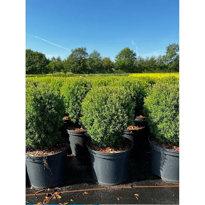 Pflanzen für dich Zwerg-Lebensbaum 15-20 cm - Thuja occidentalis 'Teddy' - Grüne immergrüne Sträucher in schwarzen Töpfen, draußen in einer Baumschule unter blauem Himmel.