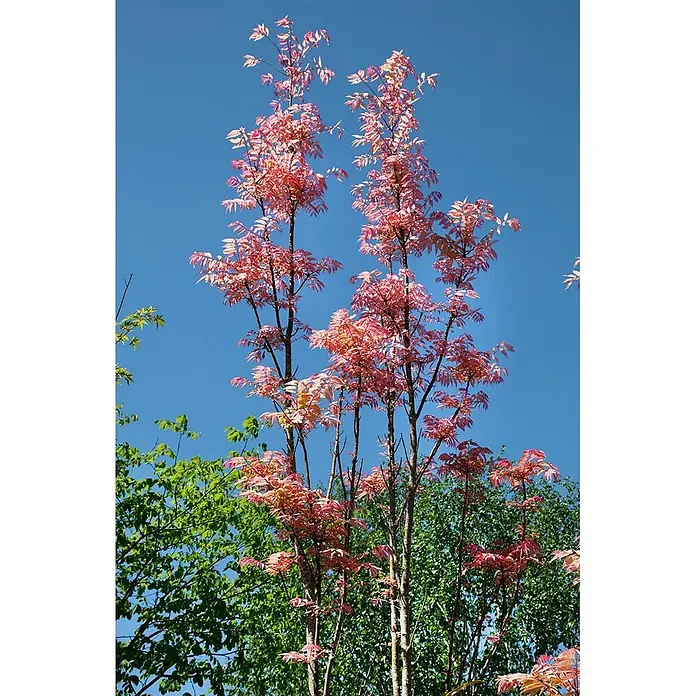 Pflanzen für dich Seidenbaum 100-125 cm - Toona sinensis - Bäume mit leuchtend rosa Blättern vor blauem Himmel, darunter etwas grünes Laub.