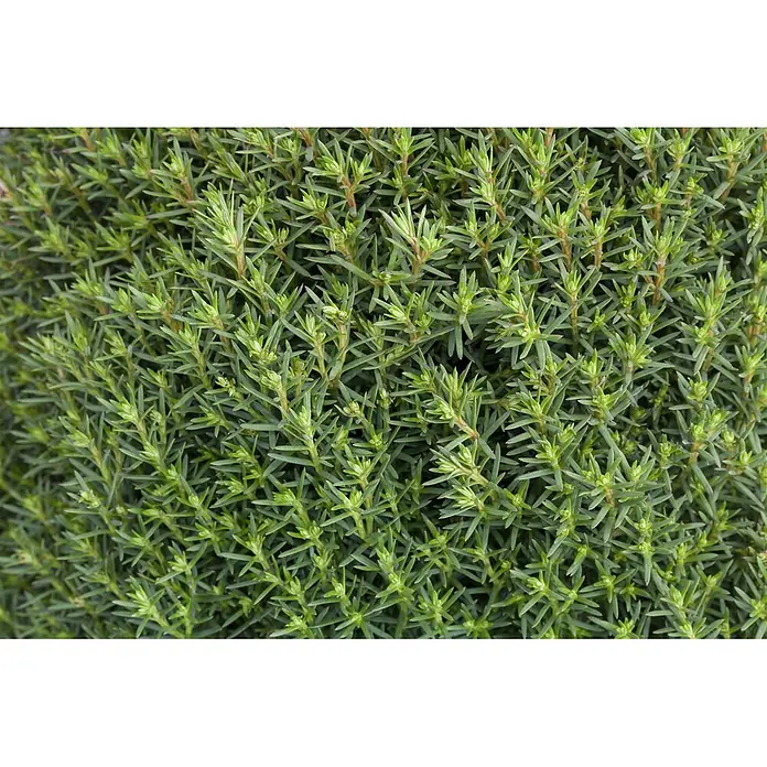 Pflanzen für dich Zwerg-Lebensbaum 15-20 cm - Thuja occidentalis 'Teddy' - Dichtes grünes Laub mit nadelförmigen Blättern.
