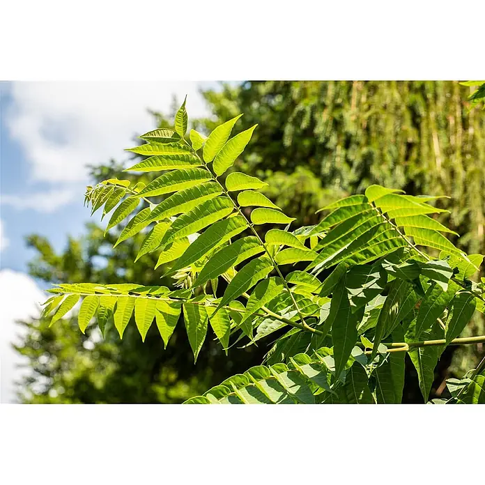 Pflanzen für dich Seidenbaum 100-125 cm - Toona sinensis - Leuchtend grüne gefiederte Blätter an einem Zweig, im Sonnenlicht glänzend.